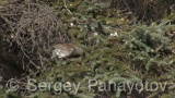 Video of Mistle Thrush - Fieldfare in the winter forest and snow